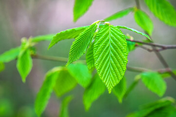 Fototapeta na wymiar New spring beech leaves in Carpathian forest