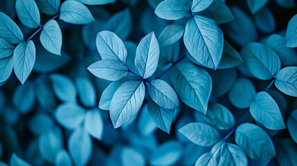 blue plant leaves in fall season. Blue background