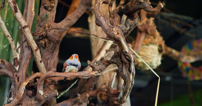 Zebra Finch exotic bird with striking plumage perches on tree branch display of nature's artistry. Zebra Finch vibrant symbol of avian diversity showcases nature's beauty Zebra Finch in close-up.