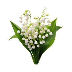 Obraz premium Lily of the valley isolated on transparent background AI