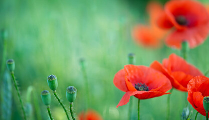 Naklejka premium Wild poppy flowers on natural green background. Selective focus, copy space.