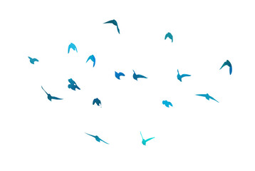 A flock of blue watercolor flying birds. hand drawing. Not AI, Free birds abstraction. Vector illustration