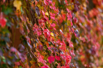 Colorgul leafs growing on a wal with beautiful colors in the fall. I found this in Bad Radkersburg Austria in a small street