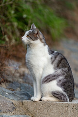 A beautiful young, adorable, furry cat sitting outdside on concrete and watvhing me, while hunting for prey like a true predator