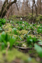 A snowdrop bloomingin spring. It's the first  forest plant htat grows. It has a white bell shaped head and is a seasonal flower with green leafs and is beautiful.