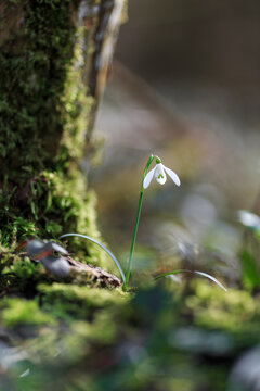 A snowdrop bloomingin spring. It's the first  forest plant htat grows. It has a white bell shaped head and is a seasonal flower with green leafs and is beautiful.