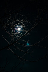 the moon among the branches covered with frost. tree branches covered with frost in the moonlight. the moon in the branches of a tree