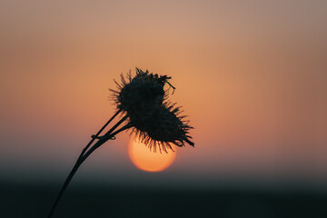 thistle against sunset. silhouette of a plant against the sunset. dry thistle at sunset