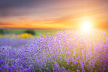 Blooming lavender flowers field on colorful sunset background. 