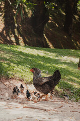 mother hen with her chicks
