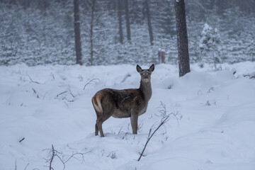 Naklejka premium White Winter Wonderland: Deer in Snowy Forest. Snow-covered Forest with Majestic Deer.