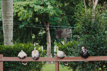 turkeys perched on the fence