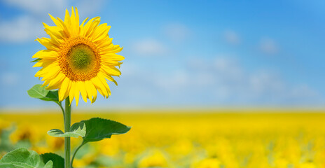 Sunflower blooming on blue sky background. Copy space
