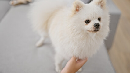 Fototapeta premium Handsome, relaxed young caucasian man comfortably sitting with pet dog on cozy sofa, expressing relaxation in living room indoors at his apartment home