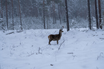 White Winter Wonderland: Deer in Snowy Forest. Snow-covered Forest with Majestic Deer.