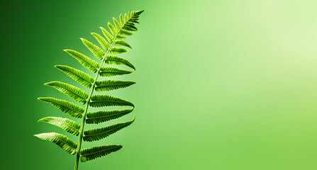 Fern leaf on green background with copy space for your text.