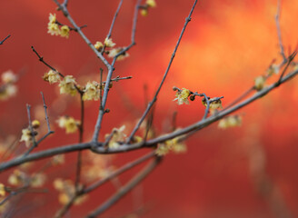 Chinese Wall and Wintersweet