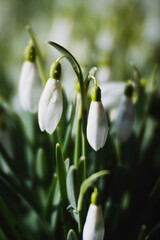 snowdrop flower in spring