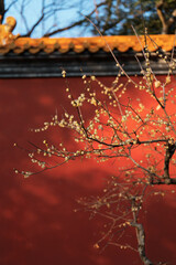 Chinese Wall and Wintersweet
