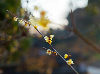 Chinese Wall and Wintersweet