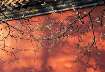 Chinese Wall and Wintersweet