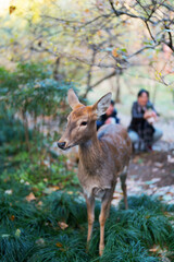 deer in the forest