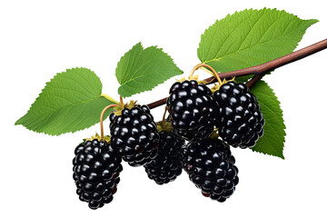 Branch of delicious ripe blackberries, cut out