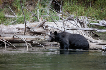 Grizzly in the river