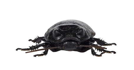 Front view of hissing cockroach aka Gromphadorhina portentosa. Isolated cutout on a transparent background.