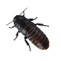 Top view of hissing cockroach aka Gromphadorhina portentosa. Isolated cutout on a transparent...