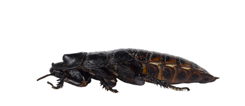 Side view of hissing cockroach aka Gromphadorhina portentosa. Isolated cutout on a transparent background.