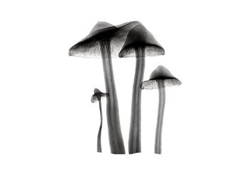 Isolated negative mushrooms 