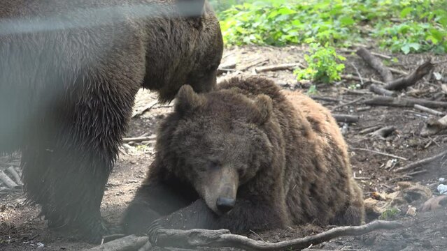 Tenderness in brown bear (Ursus arctos) couple