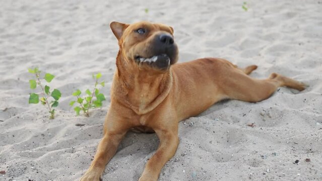 Portrait of metis staffordshire terrier and sharpei having walk outdoors in sandy park