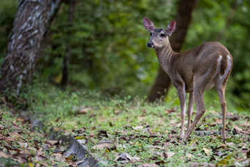 White-tailed deer (Odocoileus virginianus) natural habitat forest.