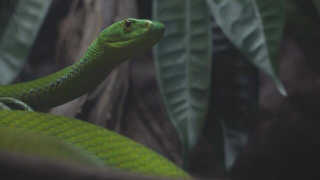 Portrait of green mamba snake (Dendroaspis angusticeps) in dark rainforest