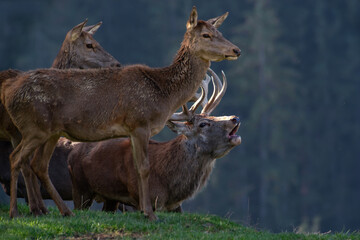 Hirsch mit Kahlwild zur Brunft
