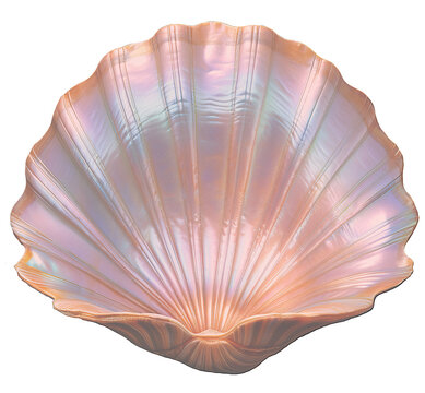 Isolated pearl pink shell