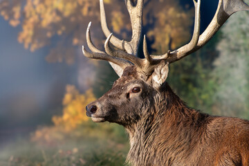 Hirschportrait im Herbst
