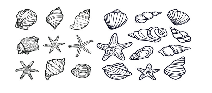 Set of seashells and starfishes.