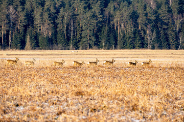 Freedom of the Fields: Herd Flourishing in Nature. Nature's Ensemble: Deer Herd in the Field. 