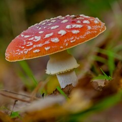 Fly agaric (Amanita muscaria) in the autumn forest.