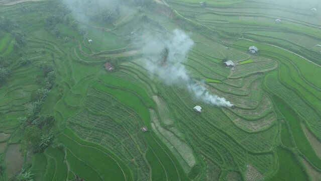 Aerial paddy field