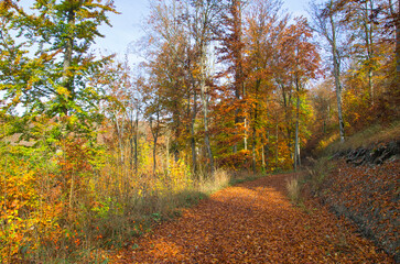 Herbstlaub