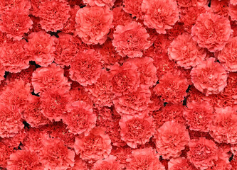 Flowers wall background with amazing red carnations flowers, hand made red carnation flower wall, flower background. Colorful flowers mix. Pattern of flowers. Real flowers. Valentine