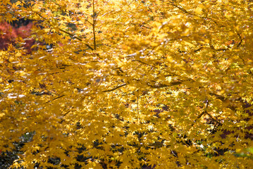 一面の黄色い紅葉