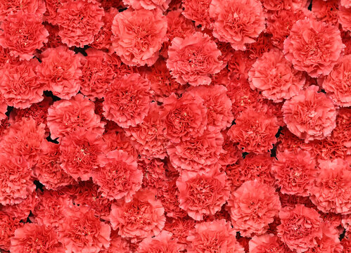 Flowers wall background with amazing red carnations flowers, hand made red carnation flower wall, flower background. Colorful flowers mix. Pattern of flowers. Real flowers. Valentine - Powered by Adobe