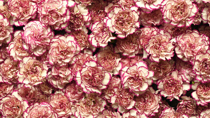 Flowers wall background with amazing pink and  purple carnations flowers, hand made mix carnation flower wall, flower background. Colorful flowers mix. Pattern of flowers. 