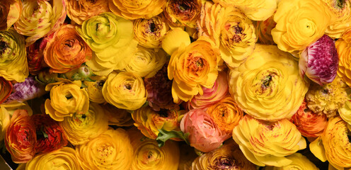 Flowers wall background with amazing, orange and yellow ranunculus flowers, hand made yellow flower wall, Easter background. Colorful flowers mix. Pattern of flowers. 