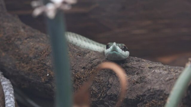Baron&rsquo;s green racer (Philodryas baroni) snake resting on a log in the woods